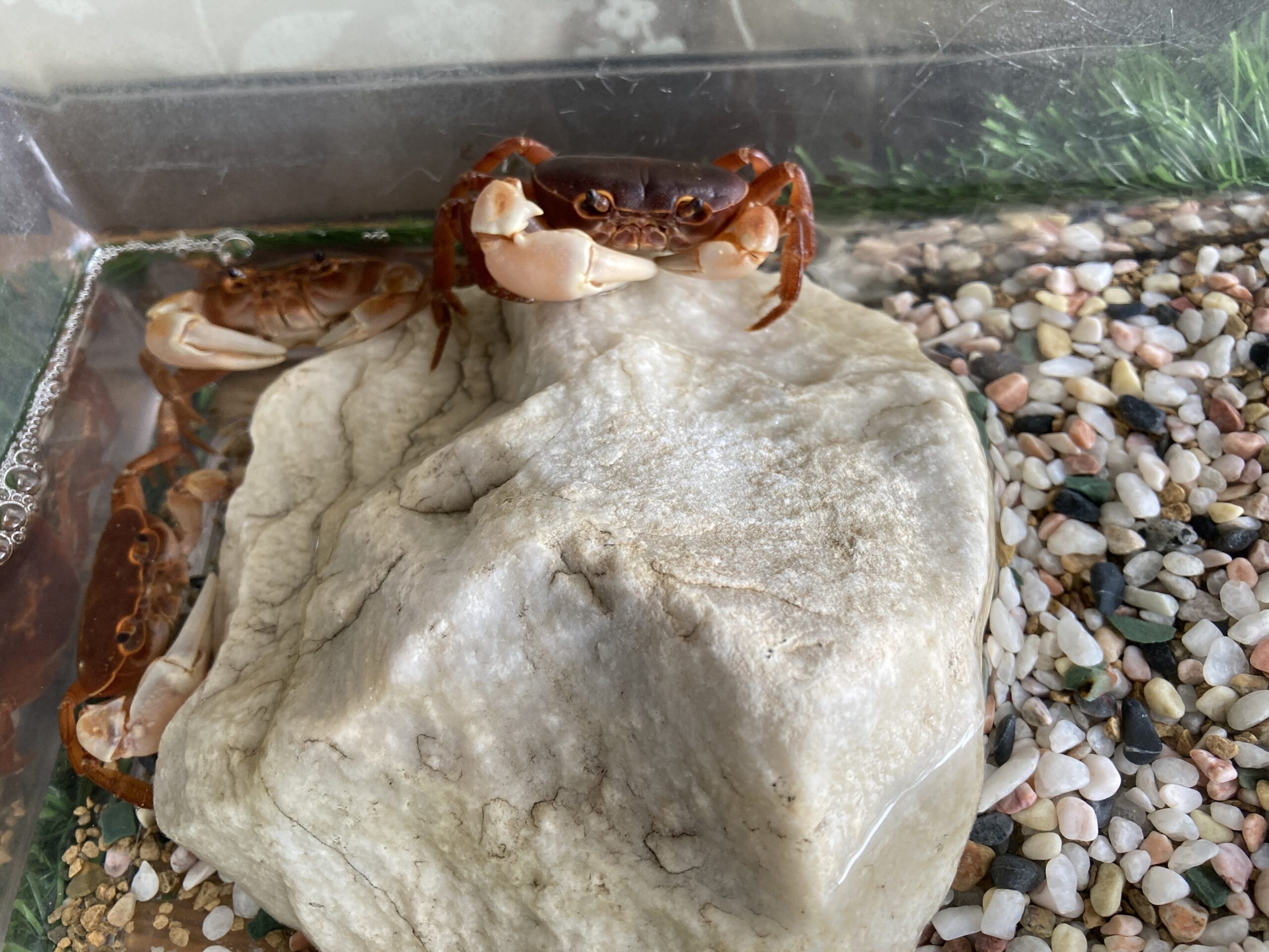 人気者 サワガニくん | 松翠保育園